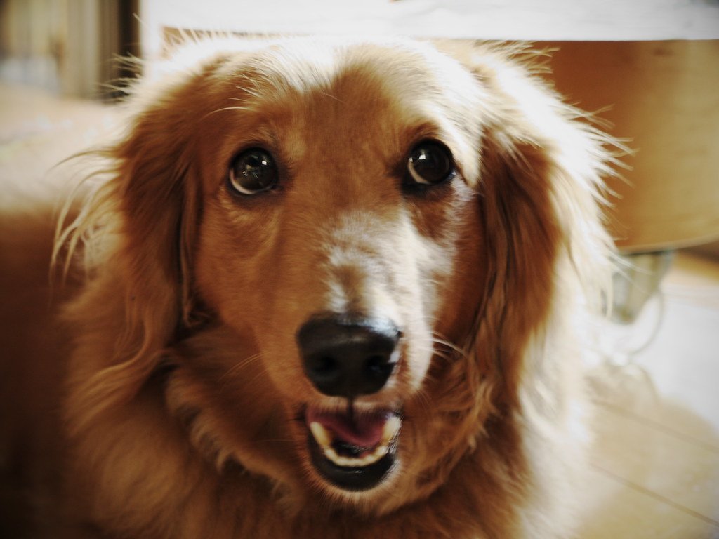 What Does It Mean When a Dog Shows Their Teeth?