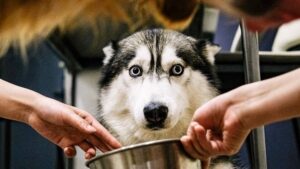 Can Dogs Eat Garlic