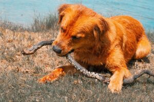 8 Dangerous US Animals That Are the Reason You Should Always Keep Your Dog Leashed