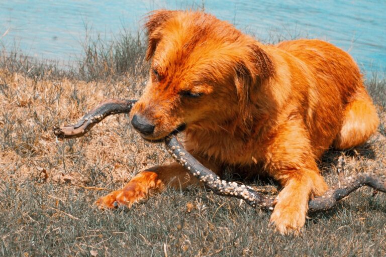 8 Dangerous US Animals That Are the Reason You Should Always Keep Your Dog Leashed