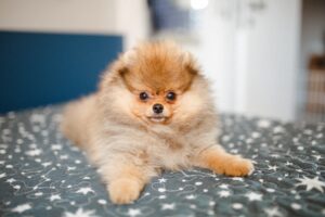 Looking For a Good Lapdog? Here Are The 10 Cutest Small Dogs For You