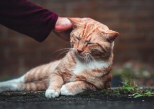 How Cats Prepare Themselves When Time to Cross The Rainbow Bridge