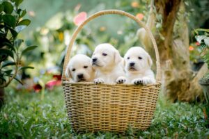 Compassionate Dog Breeds That Excel in Emotional Connection