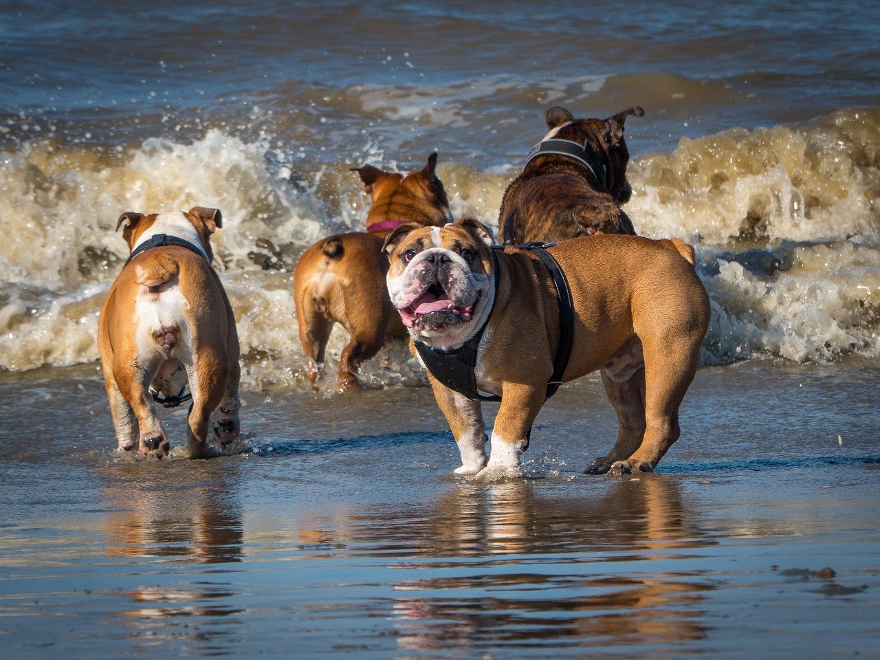 10 Dog Breeds That Match the Laid-Back Vibe of the California Coast