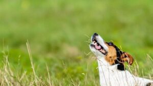If You're A Gemini Person, These Are The Best Dogs Compatible With Your Zodiac Sign