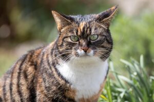 Feline Frowns: 9 Signs Your Cat Is Grumpy with You (and How to Make Amends)