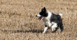 10 Breeds That Might Be Too Energetic for Apartment Life
