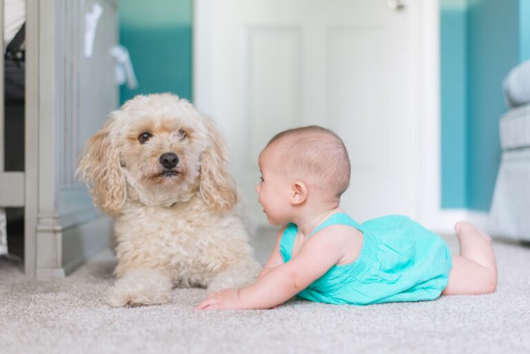 How To Deal With a Dog Jealous of a Newborn