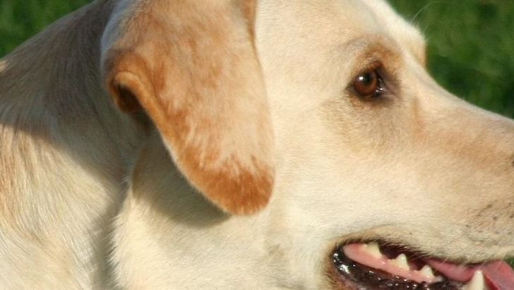 8 Types of Dog Body Language Often Misinterpreted By Owners