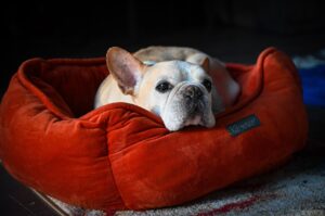 10 Best Dog Breeds for People Over 60 Who Want Love Without the Chaos