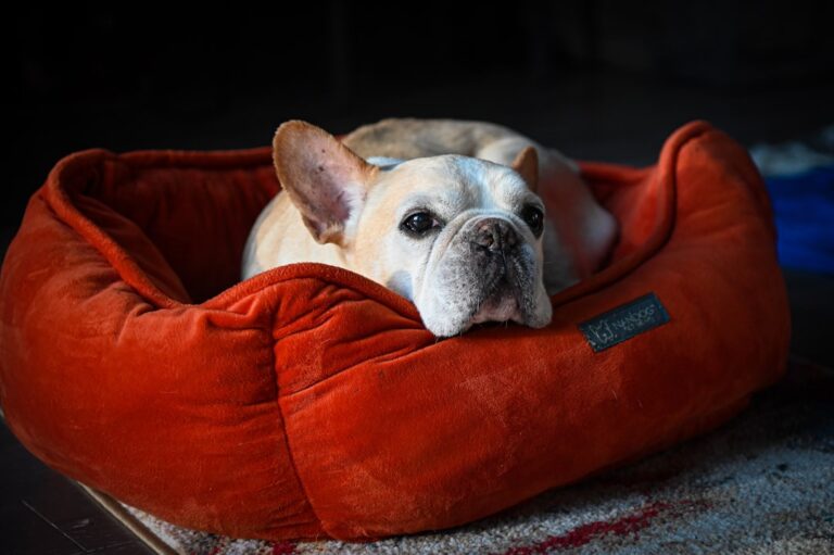 10 Best Dog Breeds for People Over 60 Who Want Love Without the Chaos