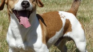 9 Dogs That Are Known to Steal Food From the Table