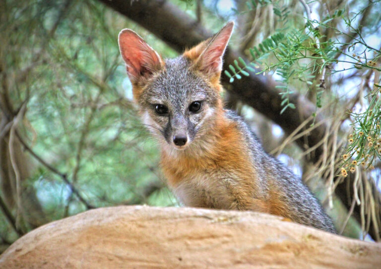 10 Fascinating Facts About California's Wild Canines