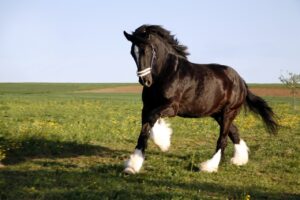 Do Shire Horses Make Good Pets?