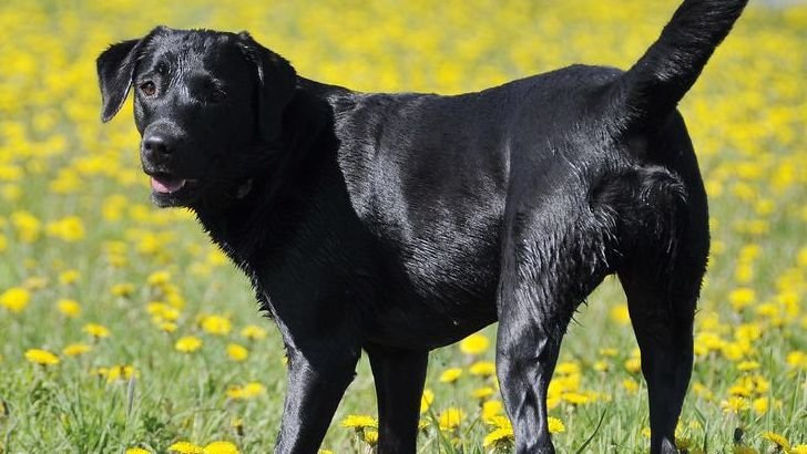 Which Dog Breed Shares Your Element: Fire, Earth, Air, or Water?