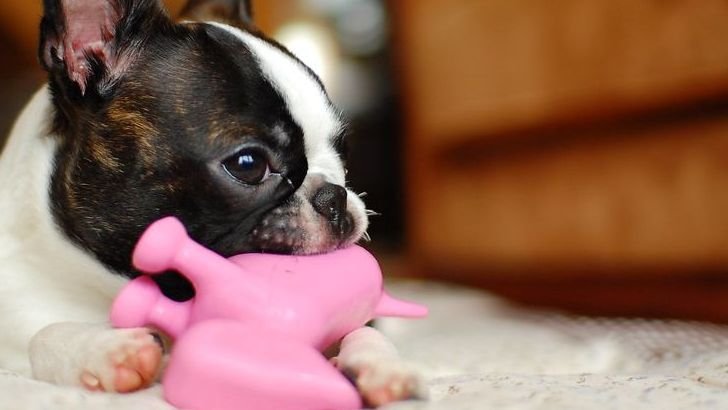 10 Gentle Dog Breeds That Bring Peace to Golden Years