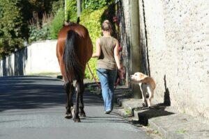 5 Pets That Bond With Humans As Well as Dogs