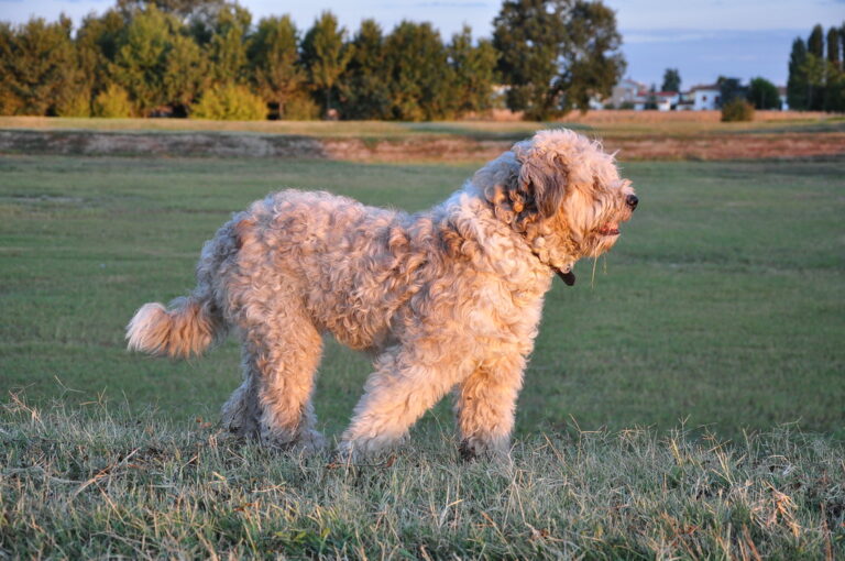 Which Zodiac Signs and Dogs Make Soul-Level Companions