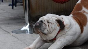 10 Dumbest Dog Breeds That Just Won't Listen to You