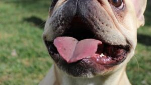 15 Popular Dog Breeds (Big and Small) Vets Wish You'd Stop Choosing