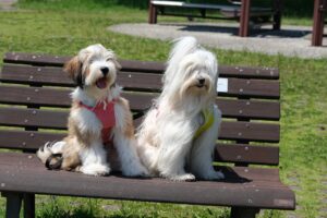 From New York to Nashville - Which Cities Have the Happiest Dogs?