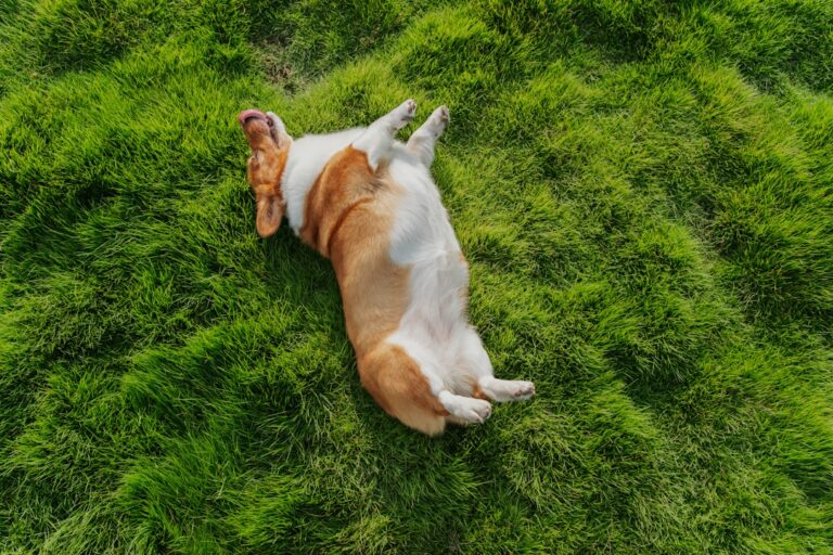 10 Beautiful Signs Your Dog Feels a Soul-Level Connection With You
