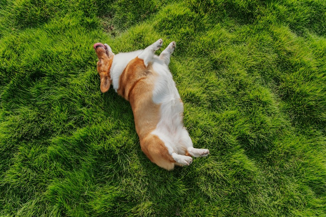 10 Beautiful Signs Your Dog Feels a Soul-Level Connection With You