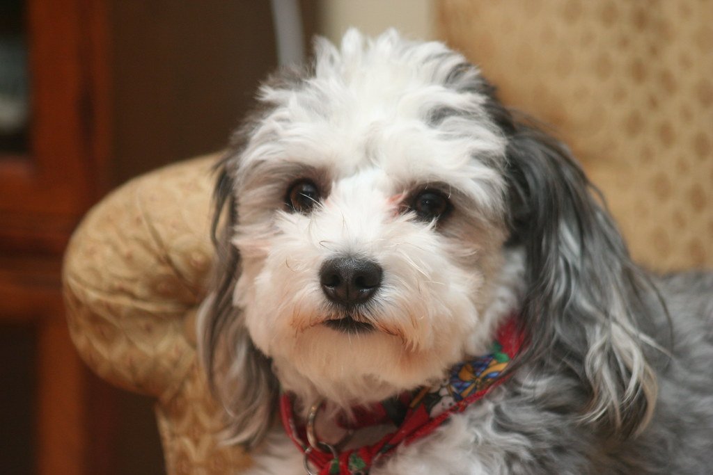 Avoid These Dog Breeds That Clash With Your Star Sign!