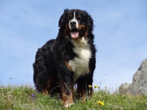 Senior Dog Breeds That Vibe With Your Mature Zodiac Energy