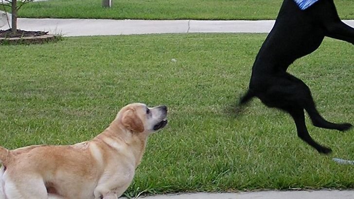 The Unspoken Language of Love Between Dogs and Humans