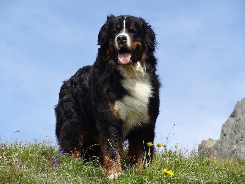 The Dog That Brings Out the Best in Each Zodiac Sign