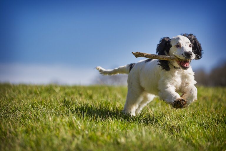 How Play Can Teach Dogs More Than Commands Ever Will