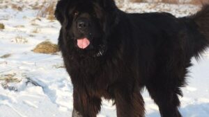 Which Dog Breed Complements Your Moon Sign's Emotional Nature?