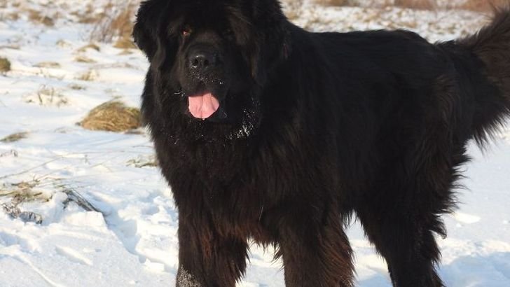 Which Dog Breed Complements Your Moon Sign’s Emotional Nature?