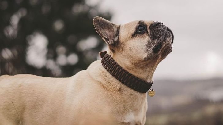 10 Gentle Dog Breeds Perfect for People Over 60