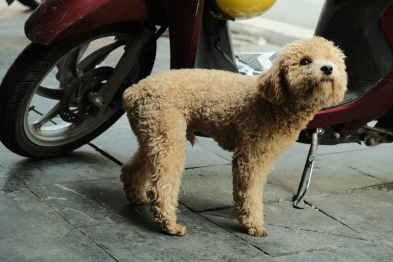 8 Dog Breeds Known for Their Incredible Empathy