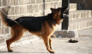 How to Deal With Your Dog's Constant Barking