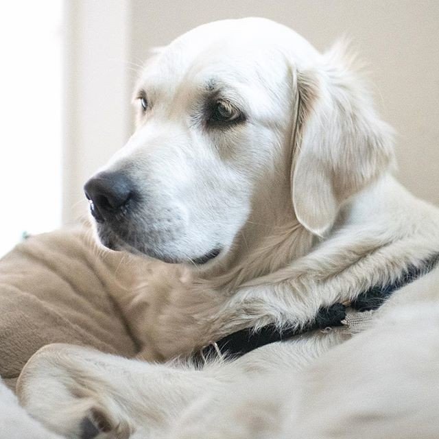 8 Calming Techniques That Actually Work for Reactive Dogs