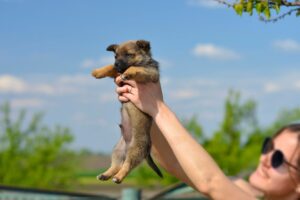 Is Your Dog Too Attached: Here Are the Signs