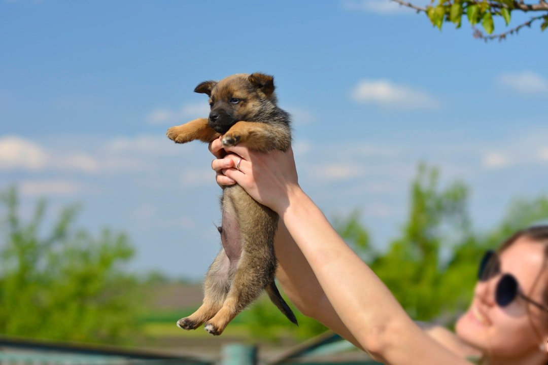 Is Your Dog Too Attached: Here Are the Signs