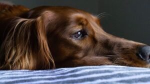10 Hidden Signs Your Dog Feels Lonely
