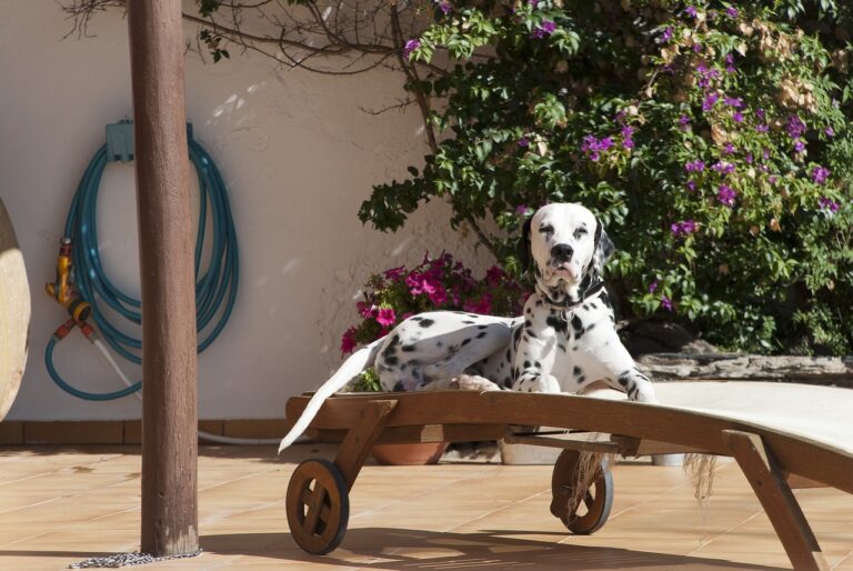 What Dog Trainers Wish Every Owner Understood About Patience