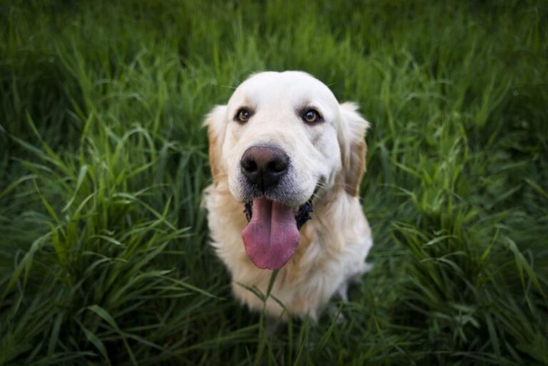 What Your Dog's Eyes Reveal About Their Mood