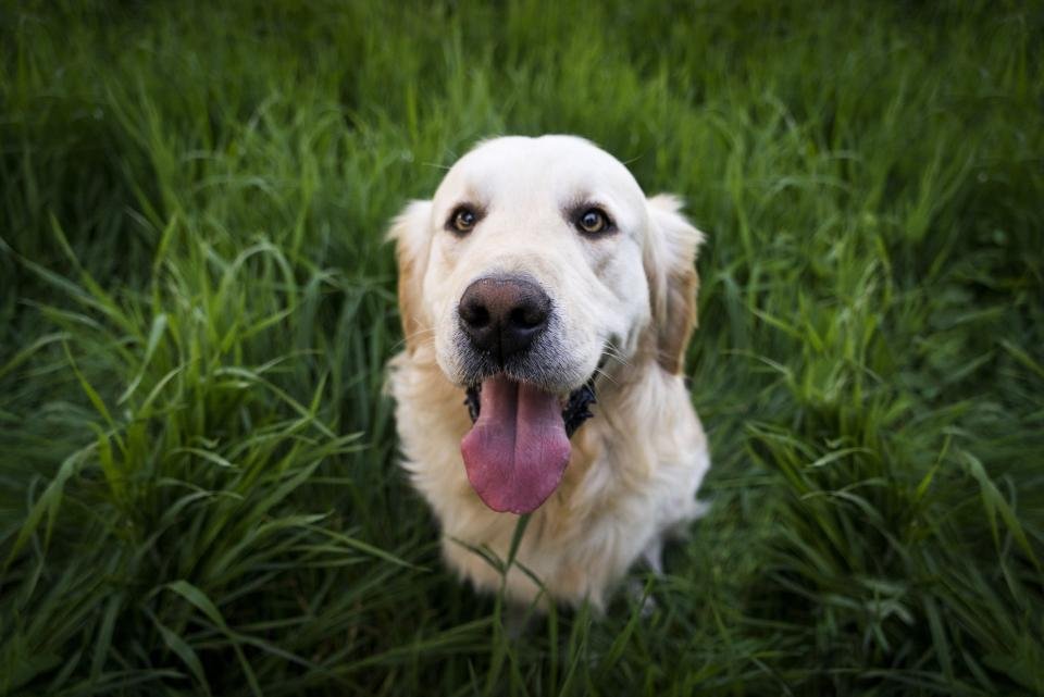 What Your Dog’s Eyes Reveal About Their Mood