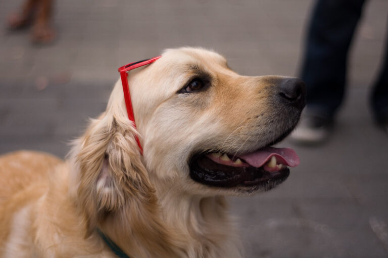12 Emotional Triggers That Affect Dog Behavior