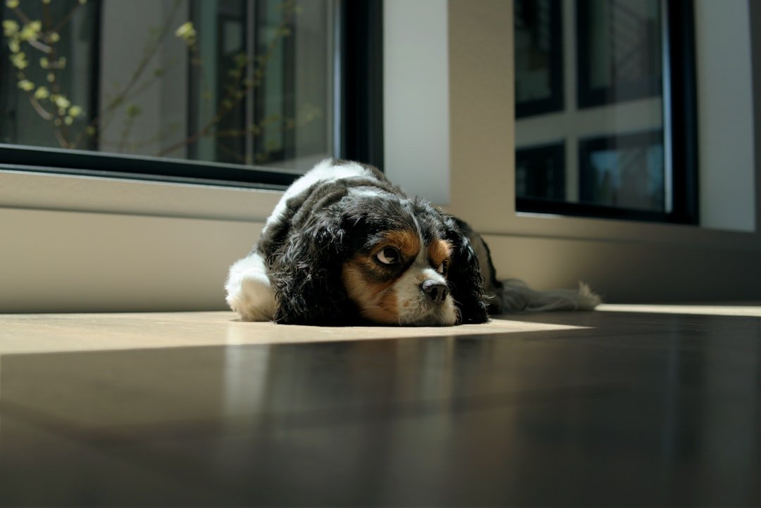 When Spoiling Your Dog Turns Into Stress (For Both of You)