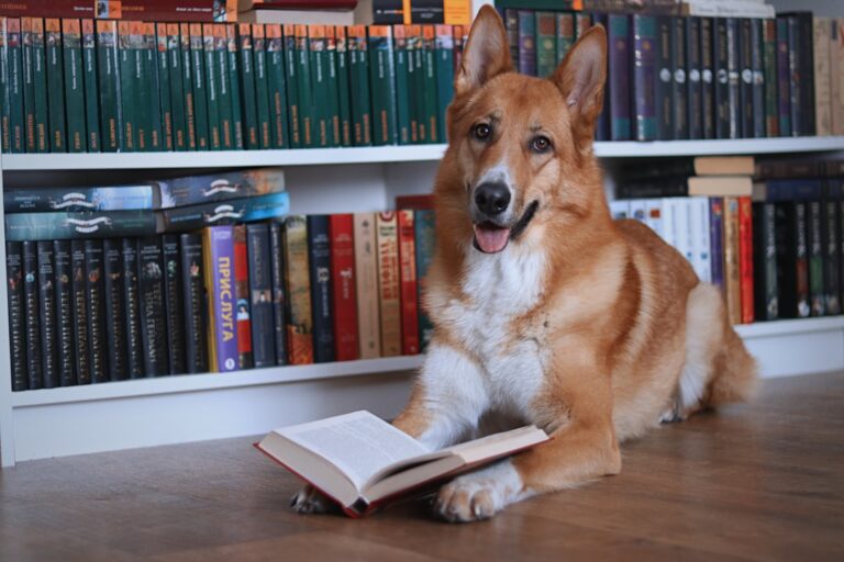 The Blessing and Burden of Owning an Overly Intelligent Dog