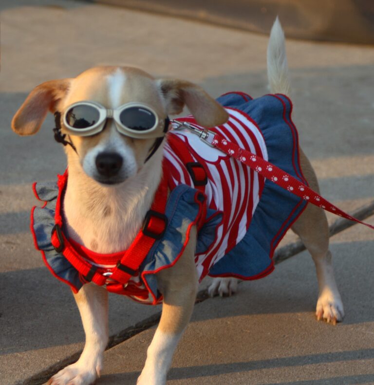 10 Signs You're Spoiling Your Dog