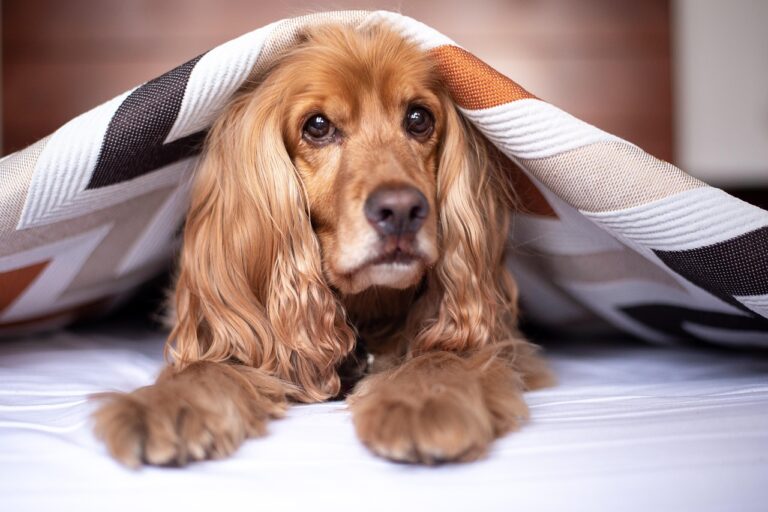 10 Emotional Triggers That Affect Your Dog's Behavior