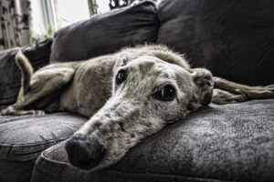 The Introvert's Perfect Dog Breeds